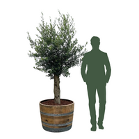 Olivträd 25 år planterat i halvt vinfat