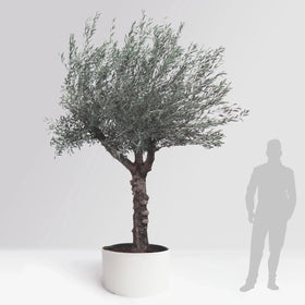 Oliventræ Olea Europaea 40 år - Medium
