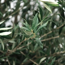 Olivtre 60 år plantet i potte
