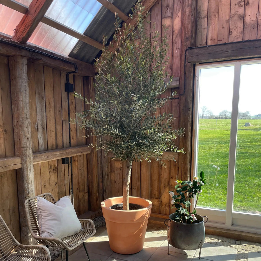 Oliventræ Olea Europaea 8 år - Small