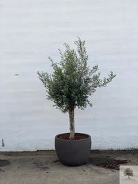 Pot en terre cuite gris - Bas rond - 64-120 cm 