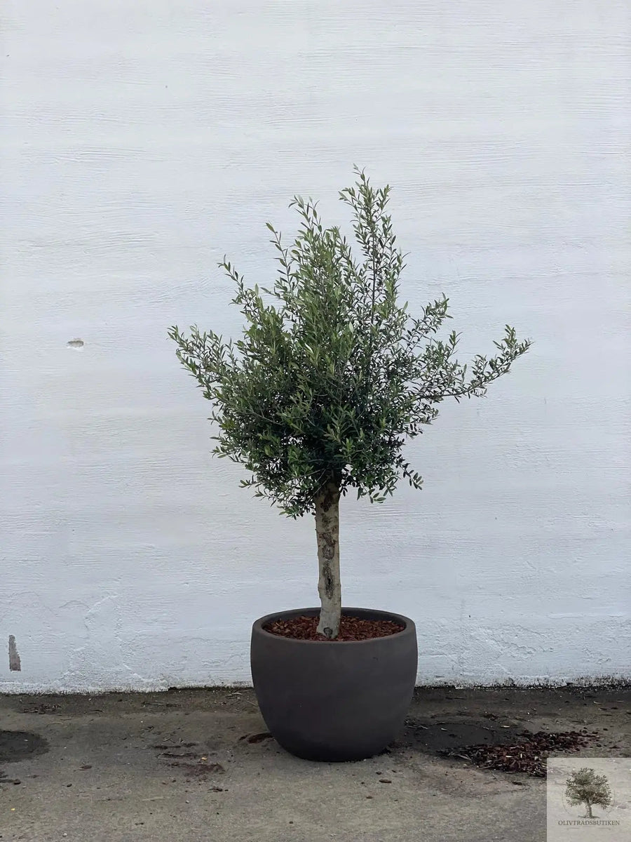 Pot en terre cuite gris - Bas rond - 64-120 cm 