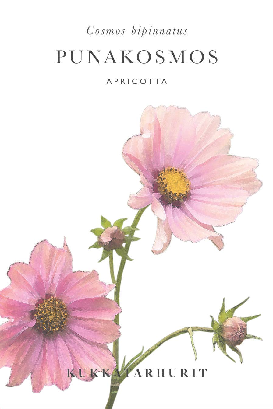 Rosenskära 'Apricotta' fröer