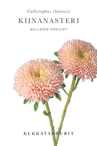 Sommaraster Ballong Aprikos fröer