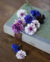 Blåklint Klassisk magi frøer