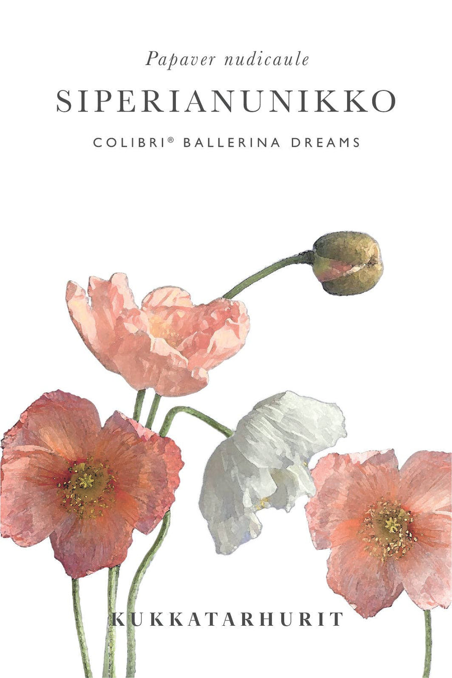 Colibrivallmo Ballerina Dreams frø