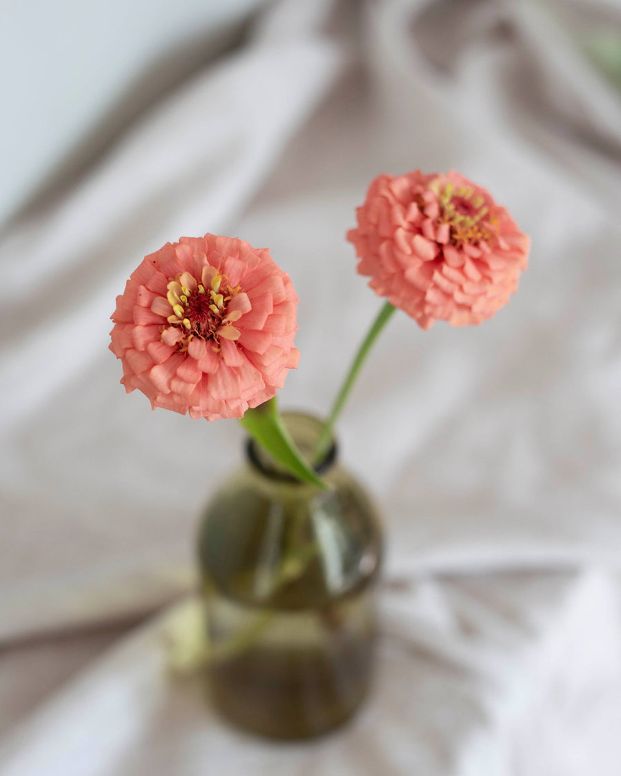 Zinnia 'Oklahoma Salmon' frø