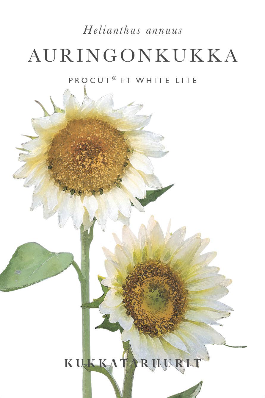 Solros Procut® White Lite frø