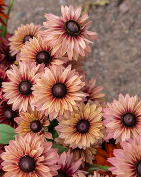 Sommarrudbeckia fröer