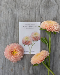 Sommaraster Ballong Aprikos fröer