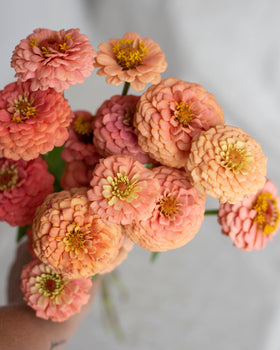 Zinnia 'Oklahoma Salmon' frø