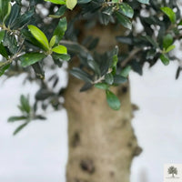 Olivträd 25 år planterat i halvt vinfat