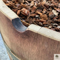 Olivträd 25 år planterat i halvt vinfat