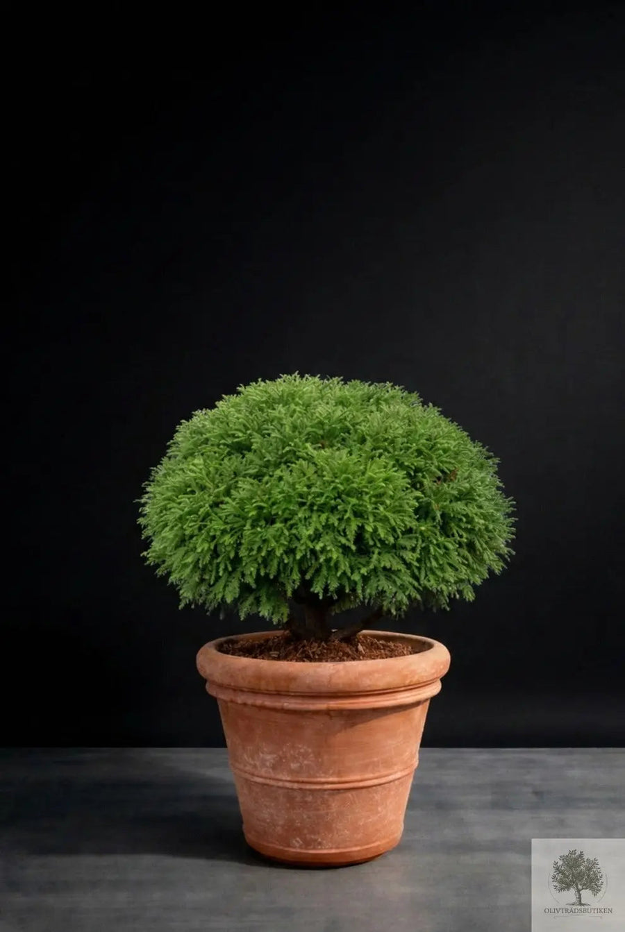 Pot Terracotta - Siena - 51 cm diameter - 45 cm højde